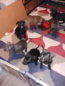 American bully/cane corso puppies - Photo 6
