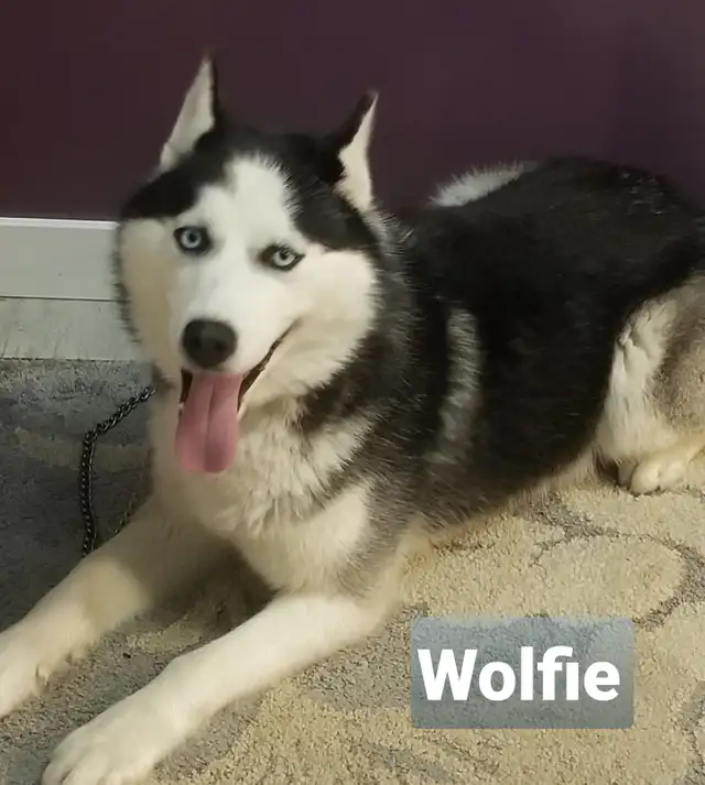 Purebred Siberian Husky pair