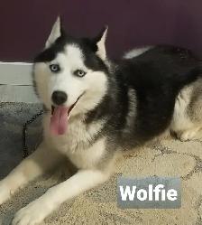 Purebred Siberian Husky pair