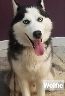 Purebred Siberian Husky pair - Photo 2