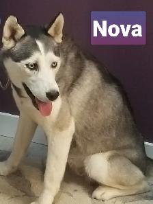 Purebred Siberian Husky pair - Photo 3