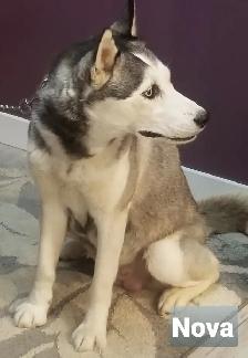 Purebred Siberian Husky pair - Photo 4