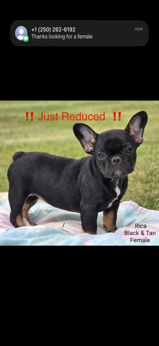 JUST REDUCED FRENCH BULLDOG CKC