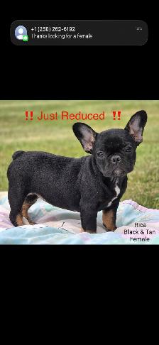 JUST REDUCED FRENCH BULLDOG CKC