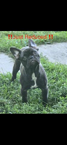 JUST REDUCED FRENCH BULLDOG CKC - Photo 2