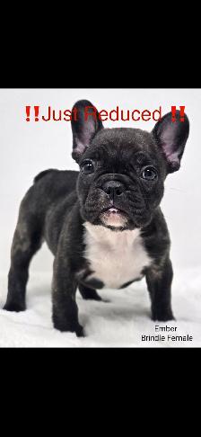 JUST REDUCED FRENCH BULLDOG CKC - Photo 3