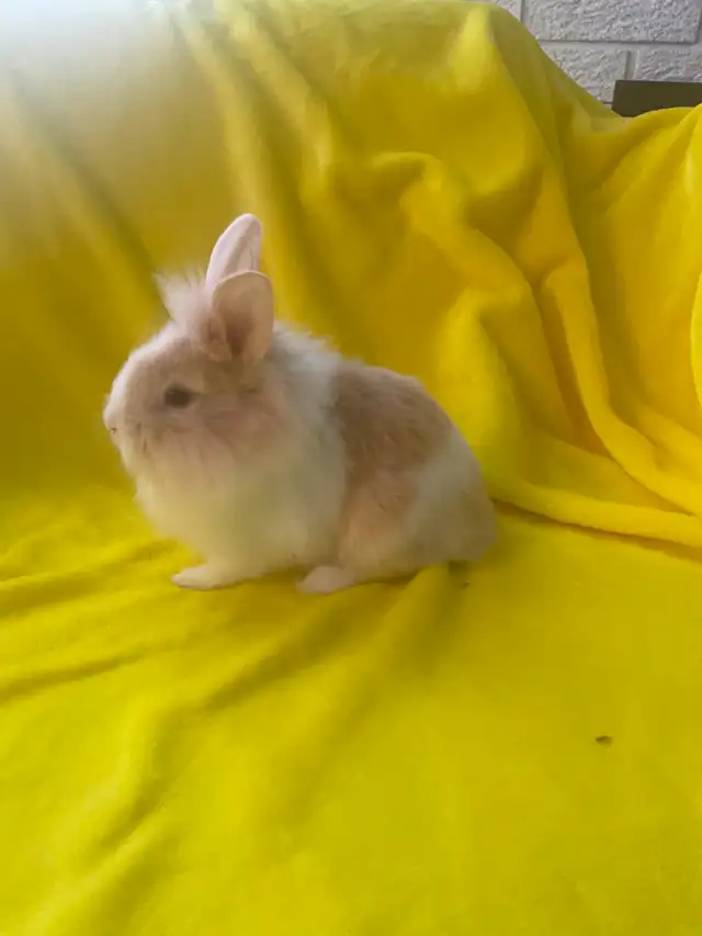Lion head rabbits