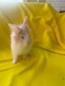 Lion head rabbits - Photo 2