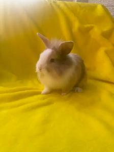 Lion head rabbits - Photo 3