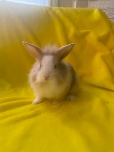 Lion head rabbits - Photo 4