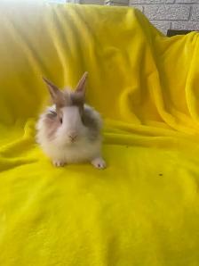 Lion head rabbits - Photo 6