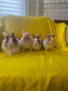 Lion head rabbits - Photo 8