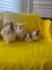 Lion head rabbits - Photo 9