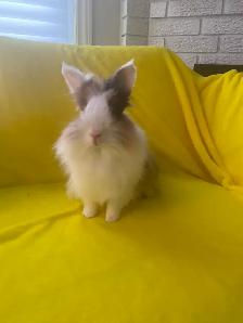Lion head rabbits - Photo 10