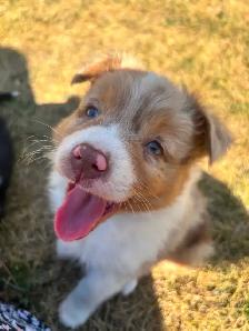 MINI AUSTRALIAN SHEPHERD