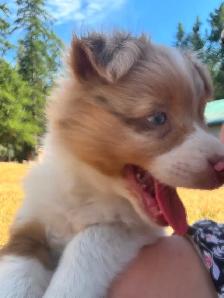MINI AUSTRALIAN SHEPHERD - Photo 2