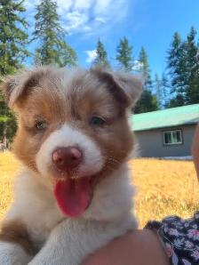 MINI AUSTRALIAN SHEPHERD - Photo 3