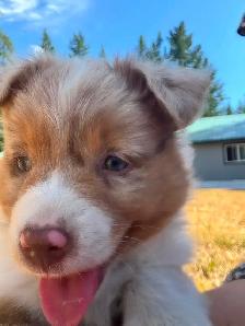 MINI AUSTRALIAN SHEPHERD - Photo 4