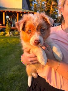 MINI AUSTRALIAN SHEPHERD - Photo 5