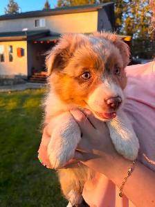 MINI AUSTRALIAN SHEPHERD - Photo 6
