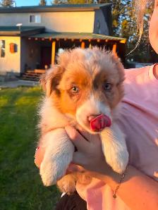 MINI AUSTRALIAN SHEPHERD - Photo 7