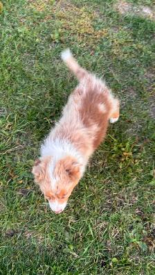 MINI AUSTRALIAN SHEPHERD - Photo 8