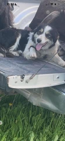 MAG dog!