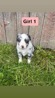 border collie australian shepherd mix puppies