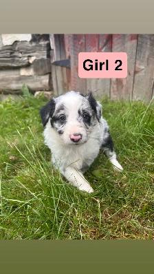 border collie australian shepherd mix puppies - Photo 2