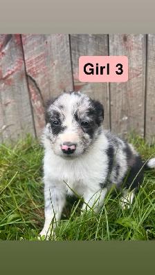border collie australian shepherd mix puppies - Photo 3
