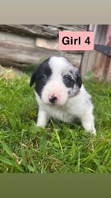 border collie australian shepherd mix puppies - Photo 4