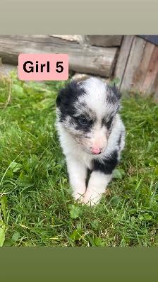 border collie australian shepherd mix puppies - Photo 5