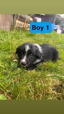 border collie australian shepherd mix puppies - Photo 6