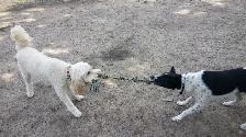 Pro Dog Walking – 10  Years Experience – Etobicoke & Mississauga - Photo 8