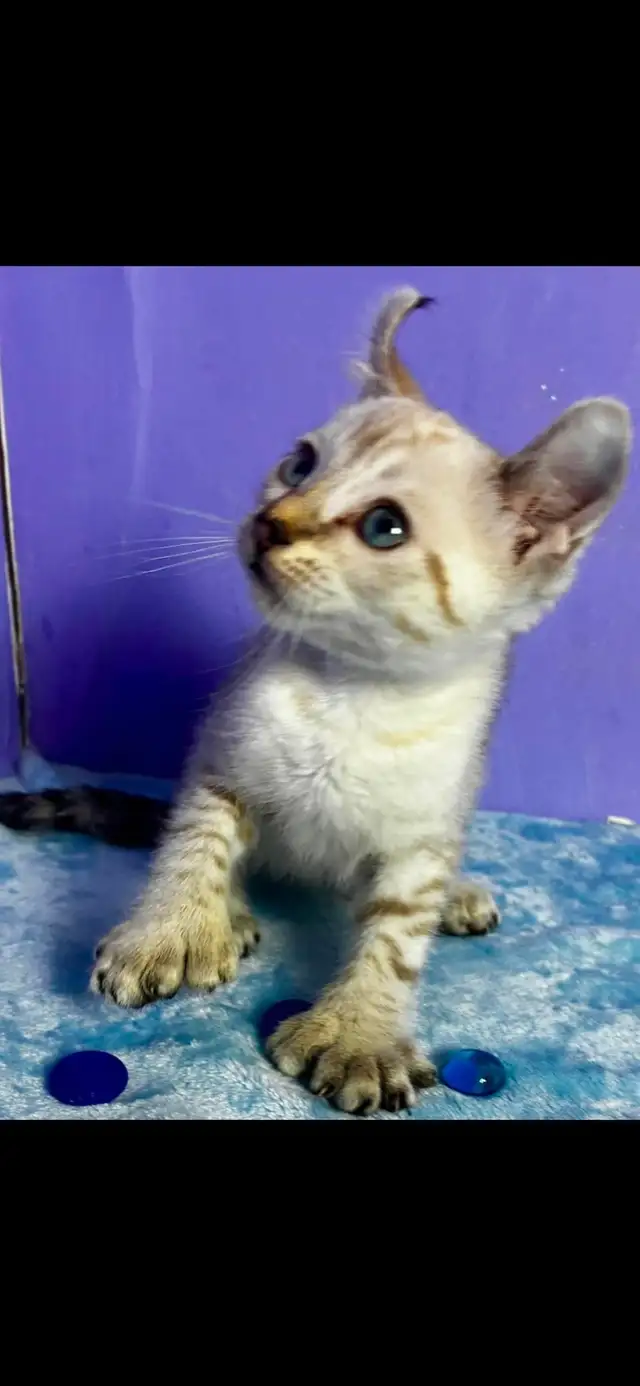chaton Highland lynx