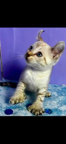 chaton Highland lynx