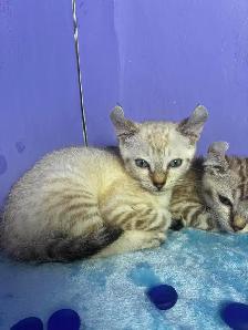 chaton Highland lynx - Photo 2