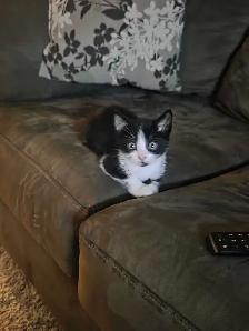 Beautiful kitten - Photo 8