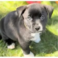 Beautiful pocket bully mix puppy