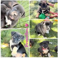 Beautiful pocket bully mix puppy - Photo 2