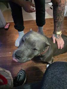 Beautiful pocket bully mix puppy - Photo 3