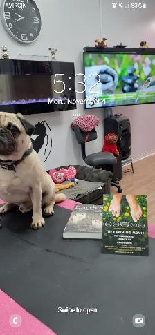 PET GROOMING SELF EMPLOYMENT