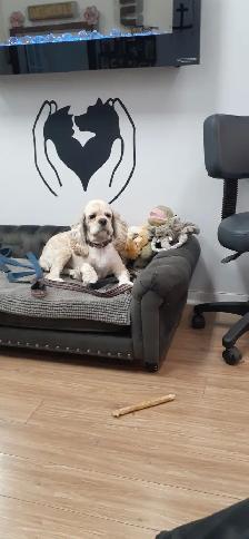 PET GROOMING SELF EMPLOYMENT - Photo 9