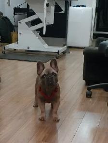 PET GROOMING SELF EMPLOYMENT - Photo 10