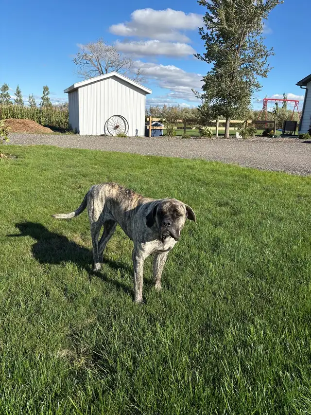 English mastiff