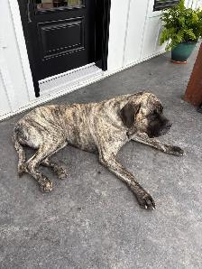 English mastiff - Photo 2