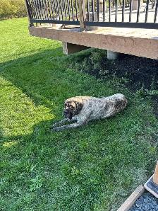 English mastiff - Photo 3