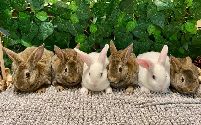 Mini Rex Bunnies - Purebred