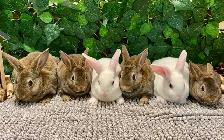Mini Rex Bunnies - Purebred