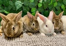 Mini Rex Bunnies - Purebred - Photo 2